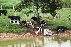 Dairy: Dairy Cattle