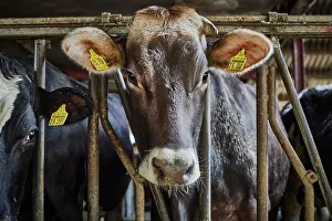 Stall: Dairy cow (Bos taurus) in barn, Germany, Europe