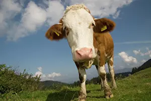 Bovinae: Dairy cow grazing in the Nationalpark Kalkalpen