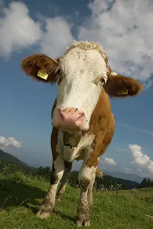 Bovinae: Dairy cow grazing in the Nationalpark Kalkalpen