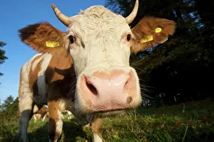 Bovines: Dairy cow on a pasture in Upper Bavaria, Bavaria