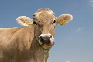 Bovinae: Dairy cow, portrait Milchkuh auf der Weide - dairy