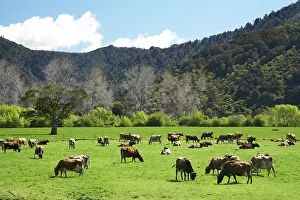 Paddock: Dairy Cows and Farmland near Havelock, Marlborough