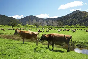 Paddock: Dairy Cows and Farmland near Havelock, Marlborough