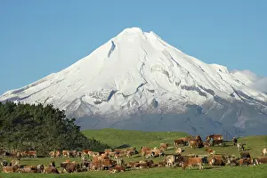 Paddock: Dairy Cows and Farmland near Okato, and
