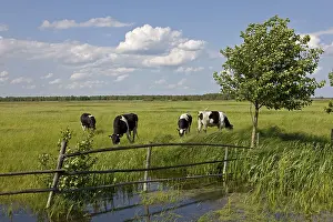 Bogs: Dairy Cows grazing Biebrzanski National Park Poland