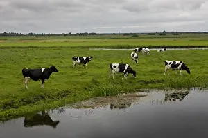 Bogs: Dairy Cows grazing Biebrzanski National Park Poland