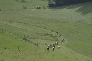 Vercors: Dairy cows grazing on their meadow in the Vercors France