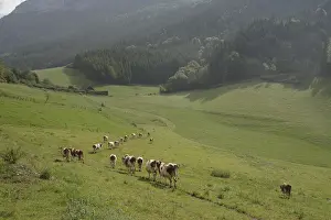 File: Dairy cows grazing on their meadow in the Vercors France