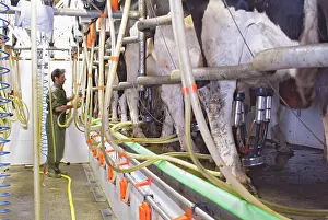 Anthony Harrison: Dairyman and Cows in milking parlour