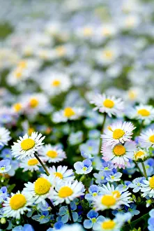 Daisy: Daisies (Bellis Perennis) and Speedwell (Veronica