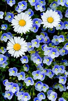 Daisy: Daisies (Bellis Perennis) and Speedwell (Veronica