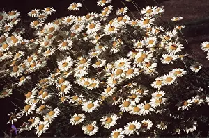 Ardea London: DAISIES - Marguerite