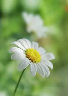 Dill: Daisy