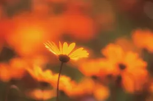 Joyful: Daisy