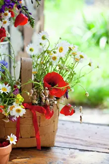 Dill: Daisy