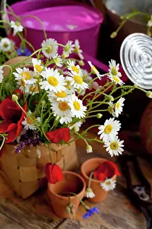 Cornflower: Daisy