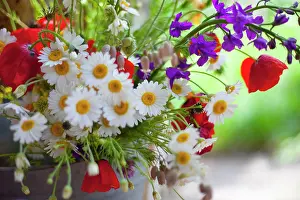 Dill: Daisy