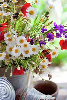 Dill: Daisy