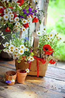 Dill: Daisy