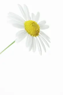 Dill: Daisy