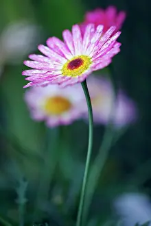 Frutescens: Daisy, Argyranthemum frutescens LaRita Banana Split