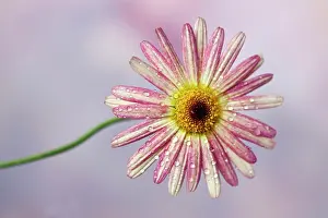 Frutescens: Daisy, Argyranthemum frutescens LaRita Banana Split