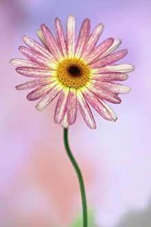 Frutescens: Daisy, Argyranthemum frutescens LaRita Banana Split