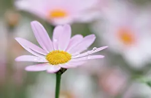 Argyranthemum: Daisy