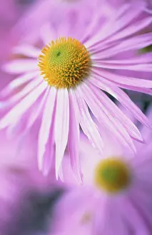 Aster: Daisy
