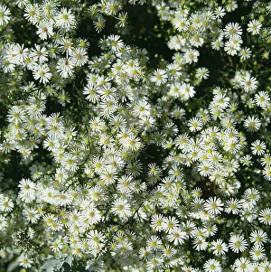 Cheery: Daisy