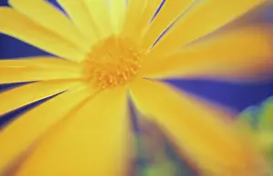 Optimism: Daisy