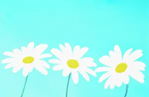 Cheery: Daisy