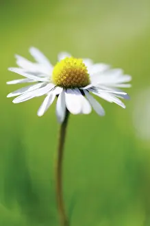 Bellis: Daisy
