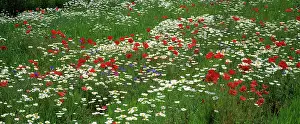 Combinations: Daisy