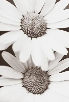 Combined: Daisy