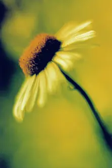 Bellis: Daisy