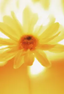 Bellis: Daisy