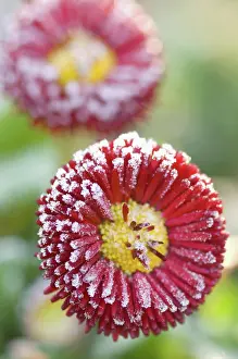 Perennis: Daisy
