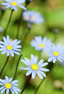 Marguerite: Daisy, Blue daisy, Felicia amelloides