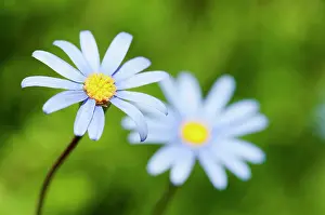 Marguerite: Daisy, Blue daisy, Felicia amelloides