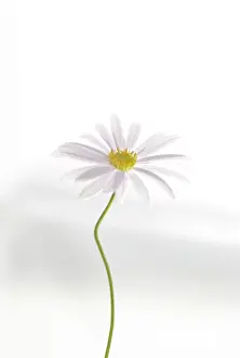 Supple: Daisy