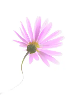 Turned: Daisy