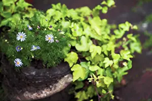 Trailing: Daisy