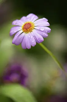 Unhappy: Daisy