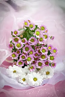 Marriage: Daisy