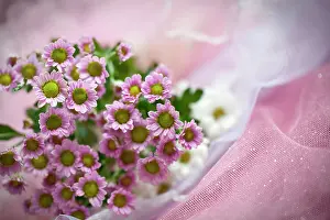 Marriage: Daisy