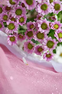 Marriage: Daisy
