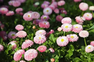 Tasso: Daisy, Double