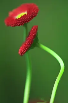 Perennis: Daisy, Double